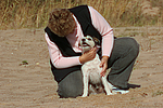 Parson Russell Terrier