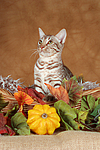 sitzende Ocicat / sitting Ocicat