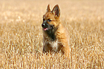 Harzer Fuchs Welpe / Harzer Fuchs puppy