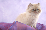 sitzendes Perser Colourpoint Kätzchen / sitting persian colourpoint kitten