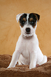 sitzender Parson Russell Terrier Welpe / sitting PRT puppy