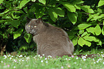 Britisch Kurzhaar Kätzchen / british shorthair kitten