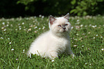 Britisch Kurzhaar Kätzchen / british shorthair kitten