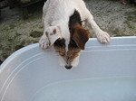 trinkender Parson Russell Terrier / drinking PRT