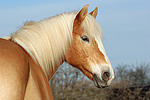 Haflinger Portrait / haflinger horse portrait