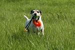 Parson Russell Terrier