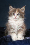 Maine Coon Kätzchen / maine coon kitten