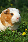 Crested Meerschwein / crested guninea pig