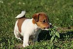 Jack Russell Terrier Welpe / jack russell terrier puppy