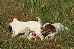 Jack Russell Terrier Welpen / jack russell terrier puppies