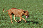 Rhodesian Ridgeback