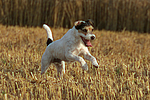 Parson Russell Terrier