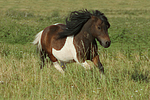 Shetland Pony