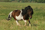 Shetland Pony