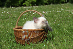 Britisch Kurzhaar Kätzchen / british shorthair kitten