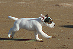 Parson Russell Terrier Welpe / parson russell terrier puppy