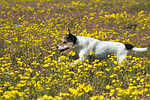 rennender Parson Russell Terrier / running PRT