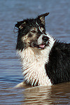 Border Collie liegt im Wasser / Border Collie lying in water