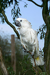 Kakadu / cockatoo