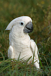 Kakadu im Gras / cockatoo in grass