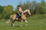 Frau reitet Haflinger / woman rides haflinger horse