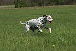 Dalmatiner / dalmatian