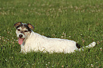 Parson Russell Terrier