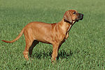 Rhodesian Ridgeback Welpe / rhodesian ridgeback puppy