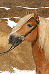 Haflinger Portrait / haflinger horse portrait