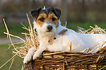 Parson Russell Terrier und Angorakaninchen / prt and bunny