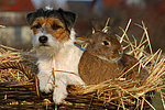 Parson Russell Terrier und Widderkaninchen / prt and bunny