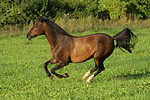 galoppierendes Warmblut / galloping warmblood