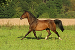 trabendes Warmblut / trotting warmblood