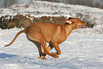 rennender Rhodesian Ridgeback / running Rhodesian Ridgeback