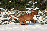 rennender Rhodesian Ridgeback / running Rhodesian Ridgeback