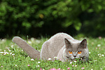 Britisch Kurzhaar / british shorthair