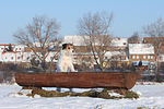 Parson Russell Terrier im Schnee / prt in snow