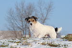 Parson Russell Terrier im Schnee / prt in snow