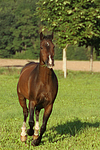 galoppierendes Warmblut / galloping warmblood