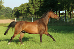 galoppierendes Warmblut / galloping warmblood