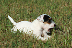 Parson Russell Terrier Welpe knabbert Stöckchen / PRT puppy