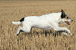 rennender Parson Russell Terrier / running PRT