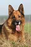 liegender Deutscher Schäferhund / lying German Shepherd