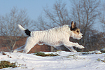 Parson Russell Terrier rennt durch den Schnee / prt running through snow