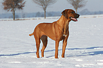 stehender Rhodesian Ridgeback / standing Rhodesian Ridgeback