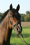 Warmblut Portrait / warmblood portrait