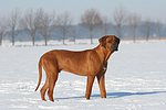 Rhodesian Ridgeback im Schnee / Rhodesian Ridgeback in snow