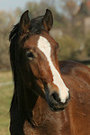 Deutsches Reitpony / pony