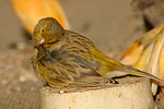 Kanarienvogel / canary