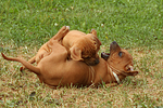 Rhodesian Ridgeback Welpen / rhodesian ridgeback puppies